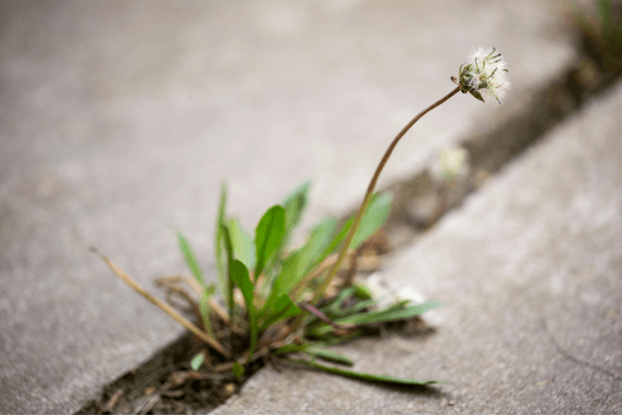 Weed in sidewalk 